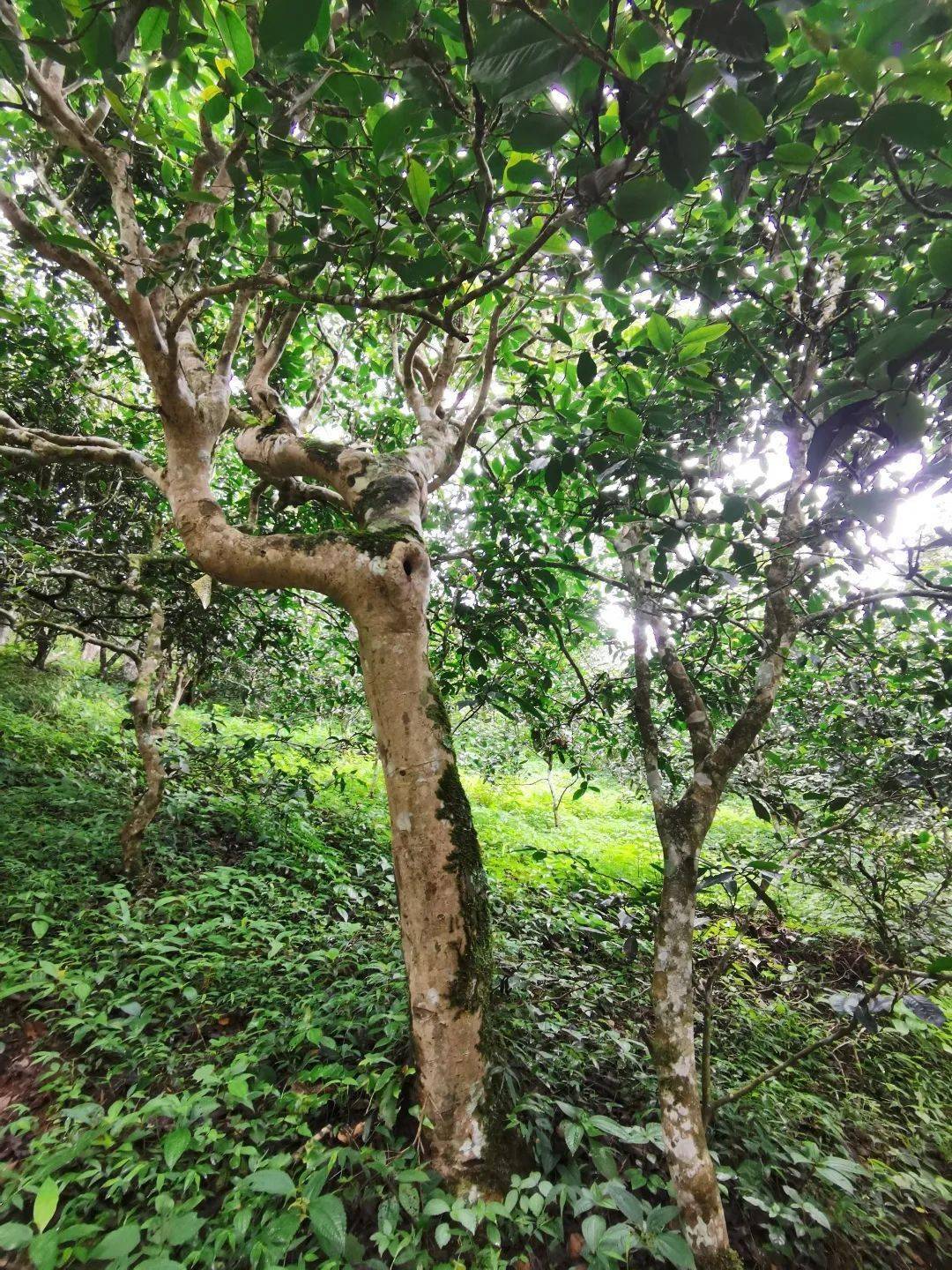 勐海县布朗山乡守住绿水青山才能有好茶山