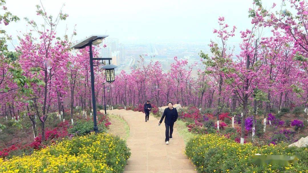 东山森林公园: 樱花烂漫等你来!_保山
