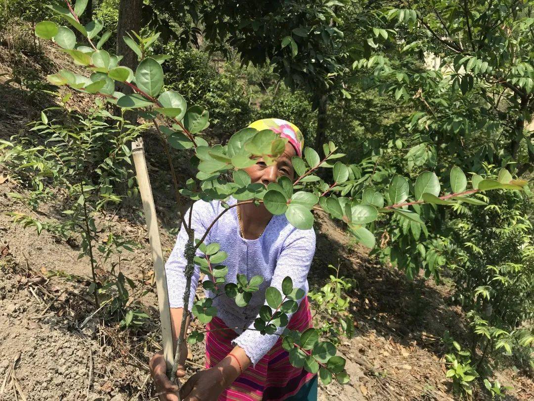 勐海县布朗山乡:守住绿水青山,才能有好茶山