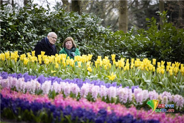 荷兰库肯霍夫植物园开放 游客赏花尽享春日好时光