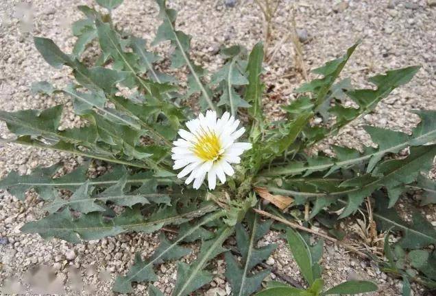 婆婆丁与荠菜的区别图片 5ea4ddb191e642ed811fc0229d2a03d8.jpeg