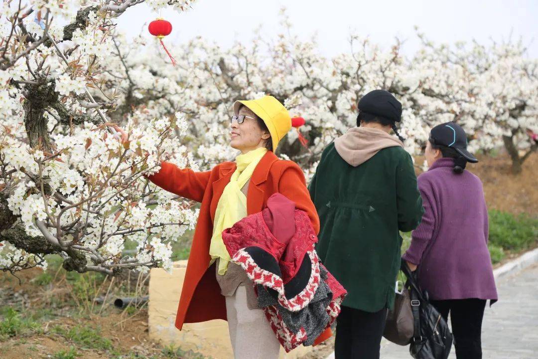 梨园赏雪福山区高疃镇肖家沟梨花节开幕