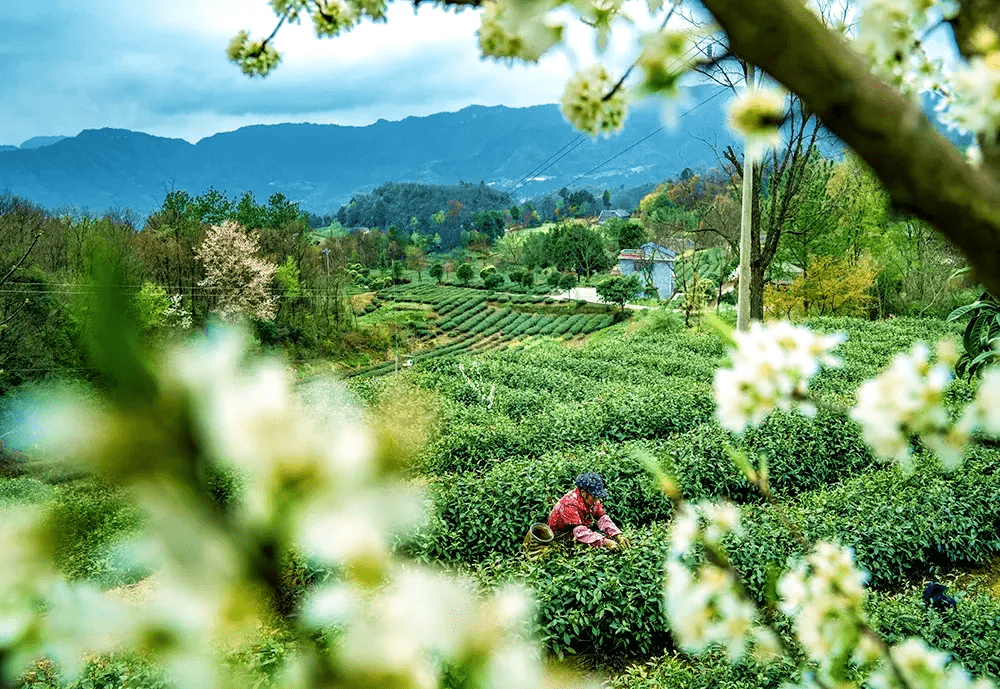 游旺苍万亩茶园踏青品茗每一口都是春天
