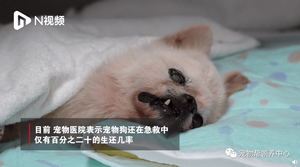 老年博美犬临死前图片