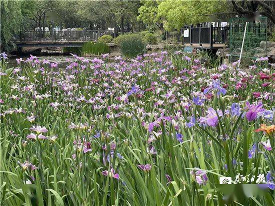 花期可持续到 五一 节 西华公园近5万株鸢尾花迎客 植物