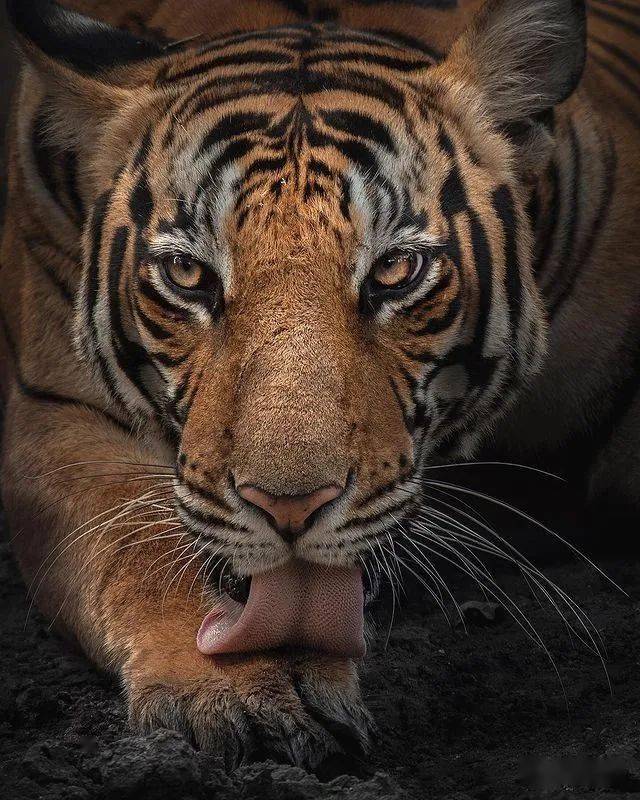 野性和力量之美美国国家地理摄影师的顶级野生动物作品下