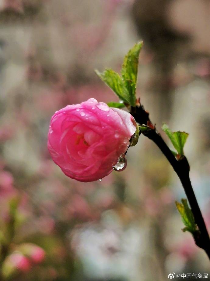 辽宁丹东春雨绵绵 榆叶梅妩媚动人