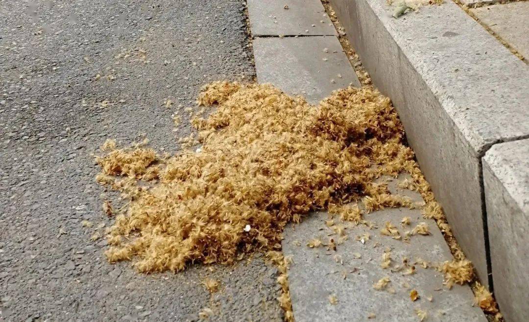 近日 又到了 法国梧桐毛絮飘飞的时节 记者途经阜城  清河路,中清路等