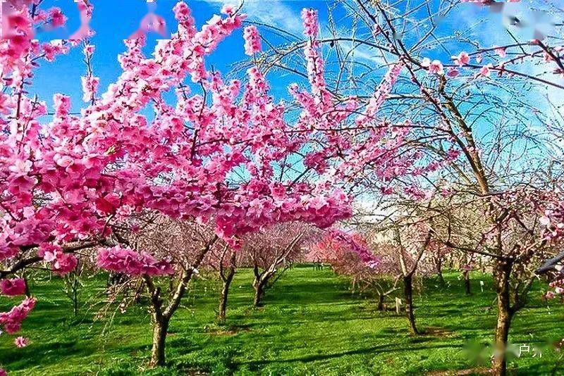 周末1日平谷桃花节春风十里看桃花人间最美四月天の金海湖北京千岛湖