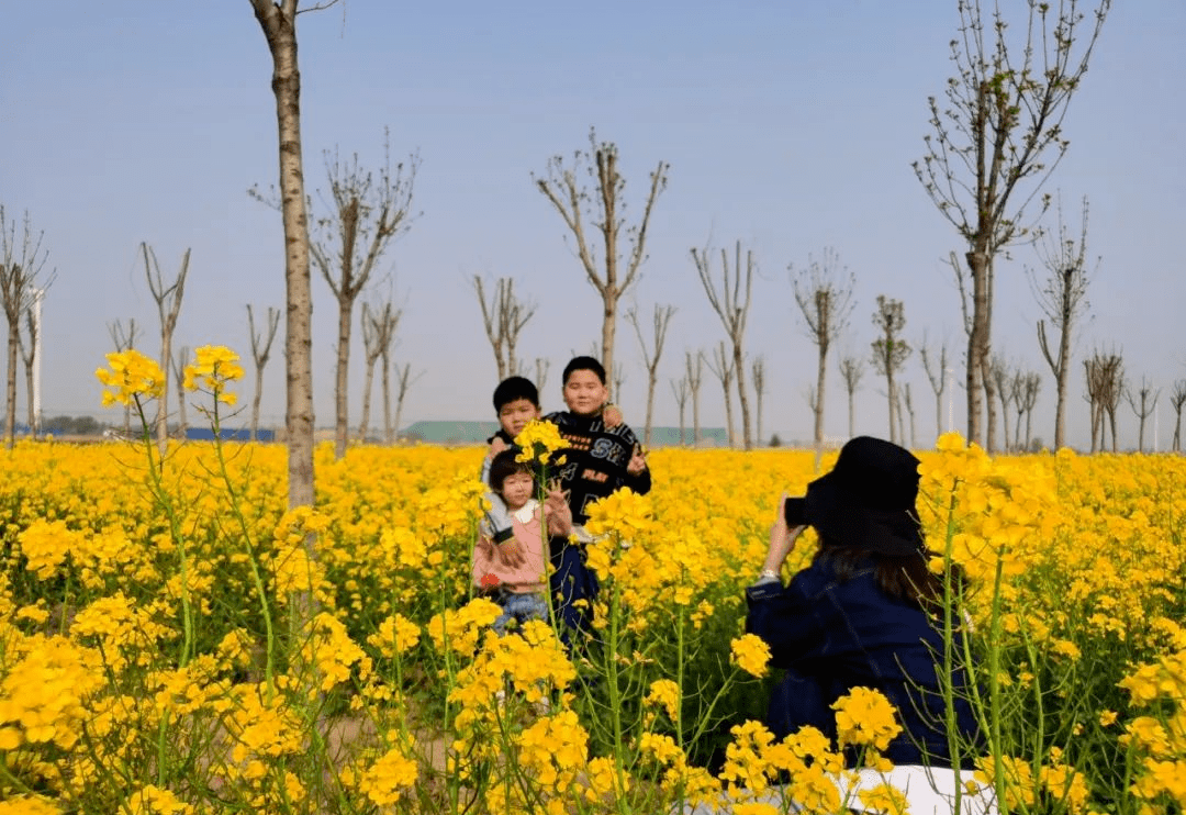 又到春暖花开的时节，旺村镇廊泊路南段公路两旁油菜花开放，引来不少路人驻足游玩拍照。连绵约15000平方米的油菜花带涌动赏花踏青的 改造