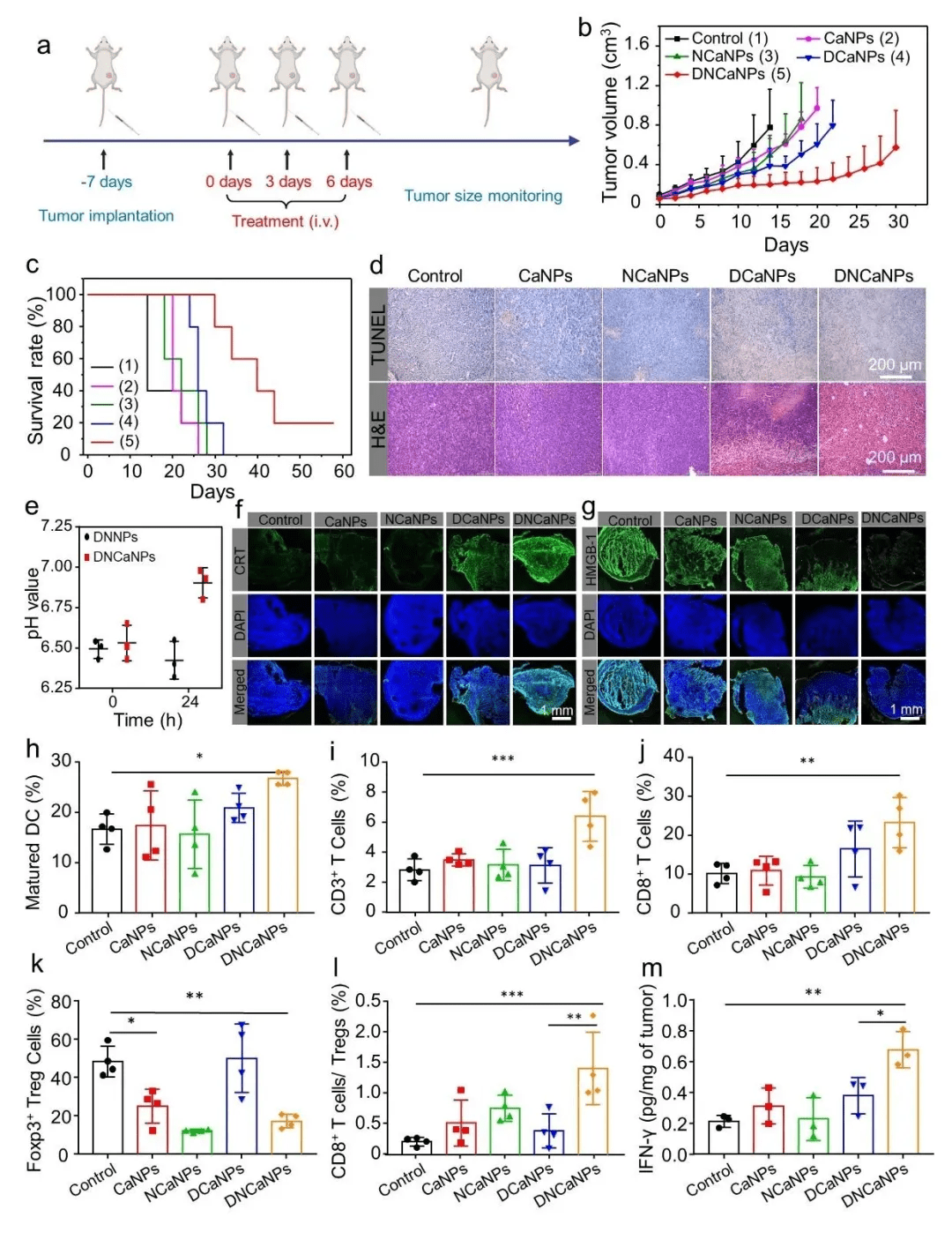 蘇州大學劉莊教授腫瘤微環境多重調控與化療免疫聯合治療新策略碳酸鈣