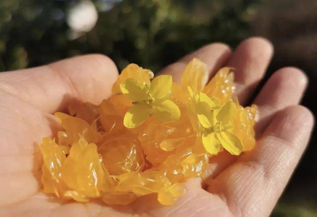 一边救狗,一边卖货,给老疯杨招来了质疑.