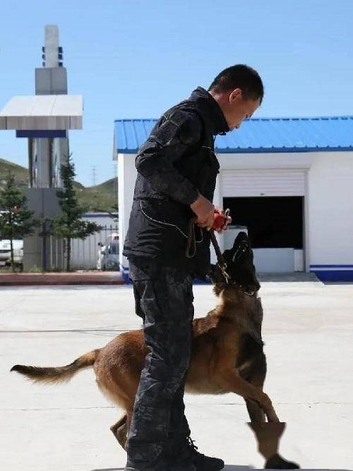 喜訊烏蘭察布市公安局警犬訓練基地榮獲公安部瀋陽片區先進集體等稱號