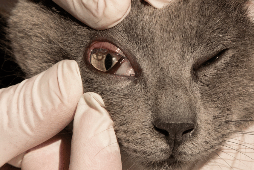 到当地医院检查,眼科医生解释说,这是眼线虫,并不罕见.