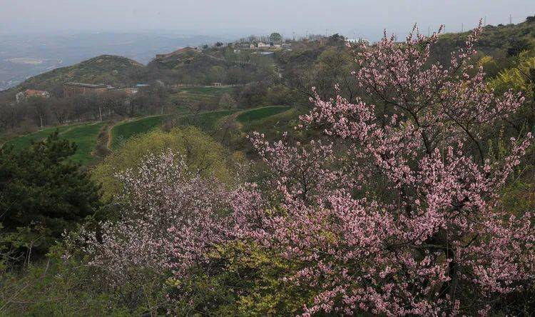 晋城晋普山连翘花盛开太壮观了