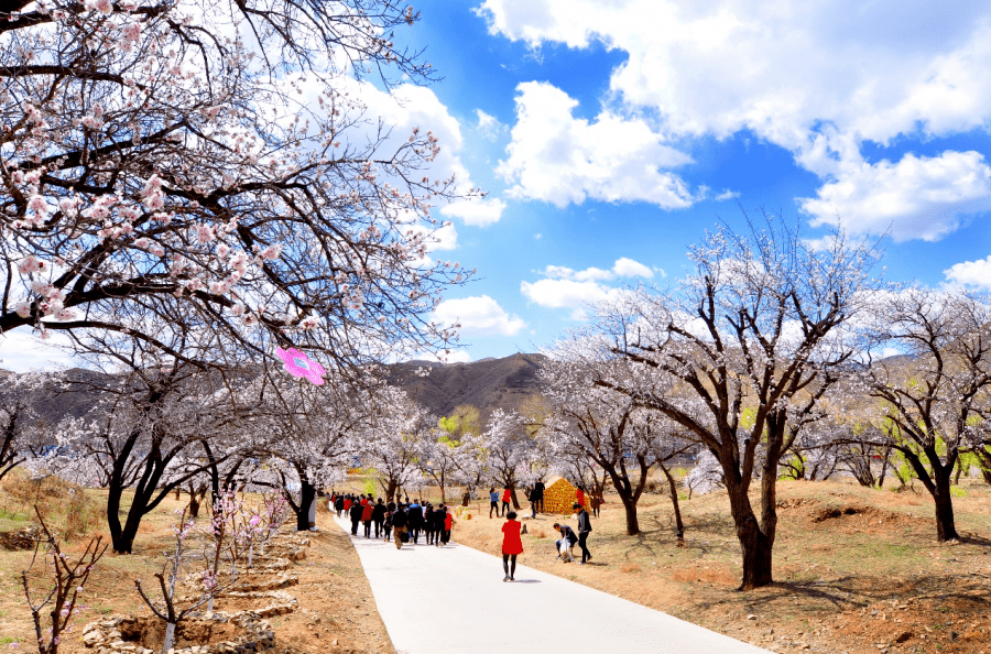五一去哪踏青山西最全赏杏花指南安排上了