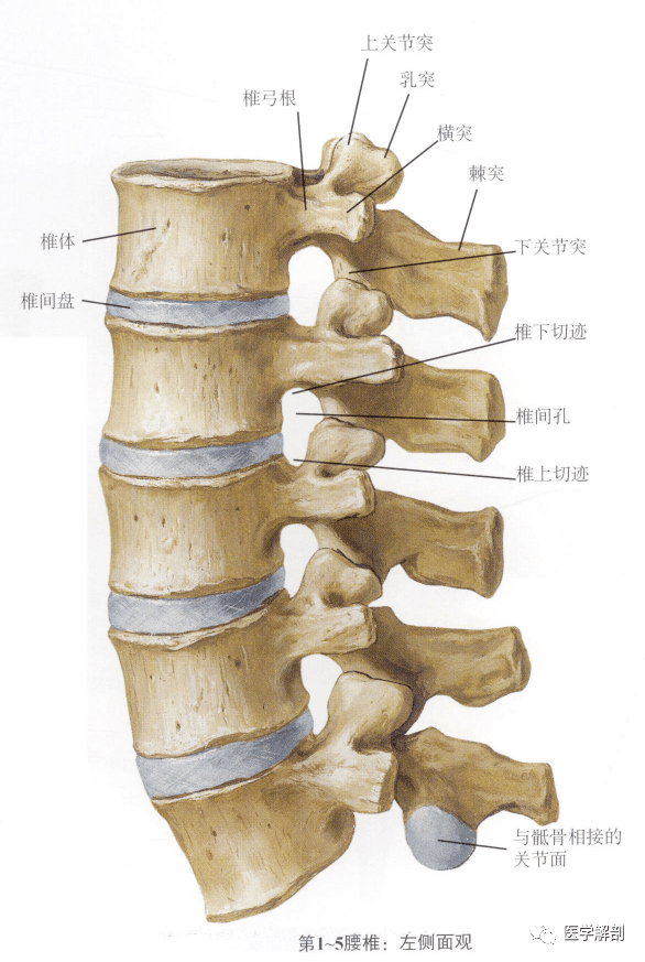 腰椎的解剖位置示意图图片