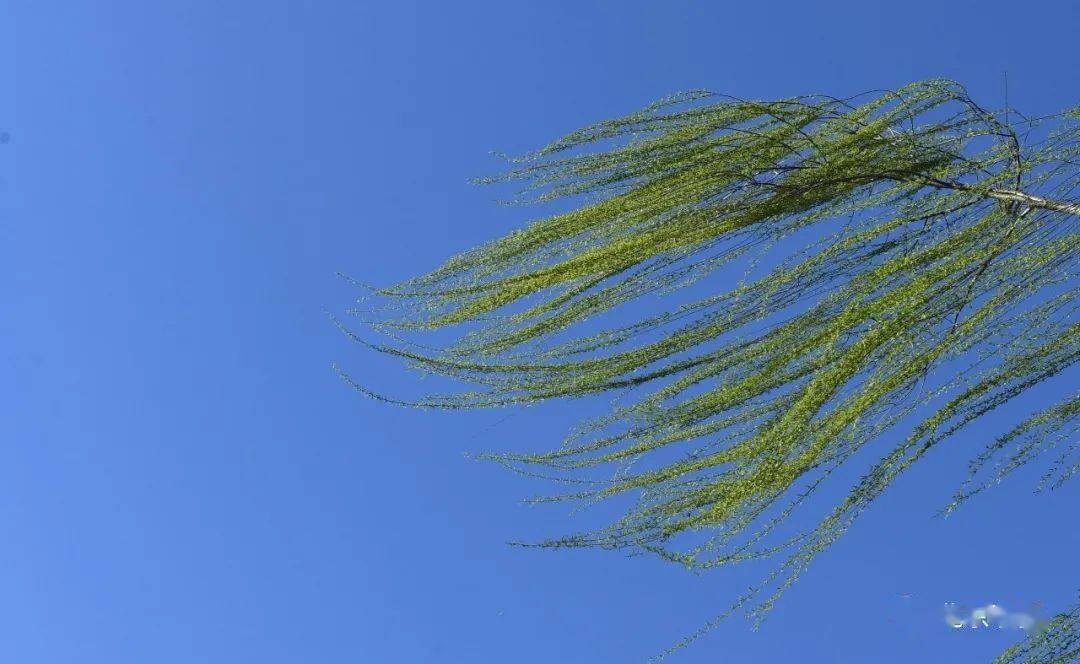 北京启动重大气象灾害Ⅳ级响应!今天大风 沙尘将明显影响晚高峰!