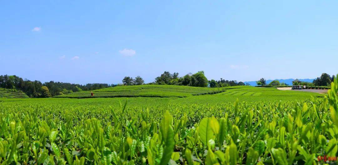 沿着高速看中国丨京昆高速上，绿茶之乡的甘美生活