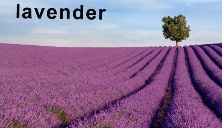 23. lavender 薰衣草22. jasmine 茉莉花21. iris 蝴蝶花,鸢尾花20.