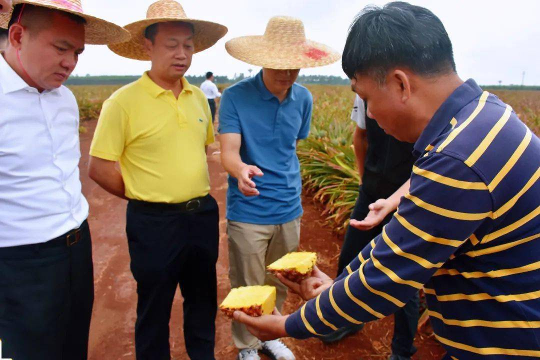 会员动态不忘初心继往开来新供销小贷助力徐闻菠萝飘香万里