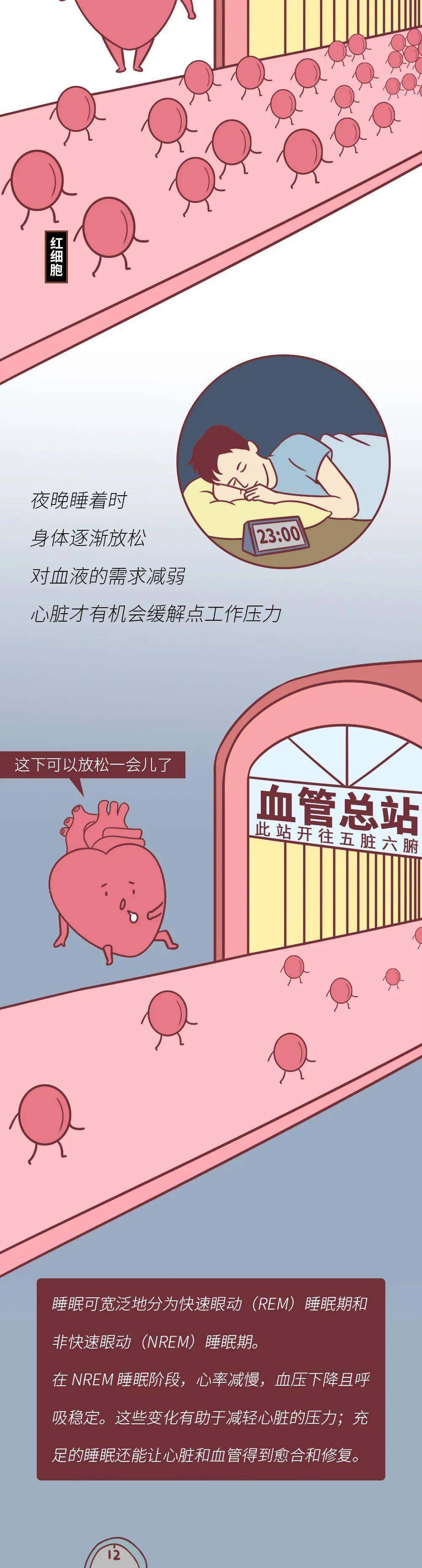 熬夜时,为什么心脏会「咯噔」一下?看完一阵后怕