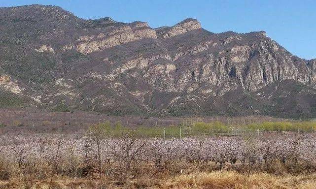 此刻1万多亩杏花争相绽放，已成美丽的粉红花海！延庆“杏花村”迎来最美观赏季！