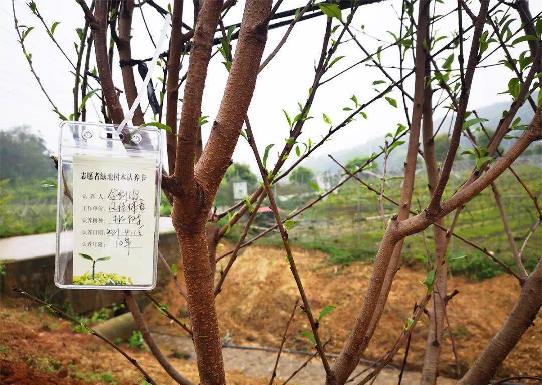 党史学习教育政协委员义务植树助力乡村振兴