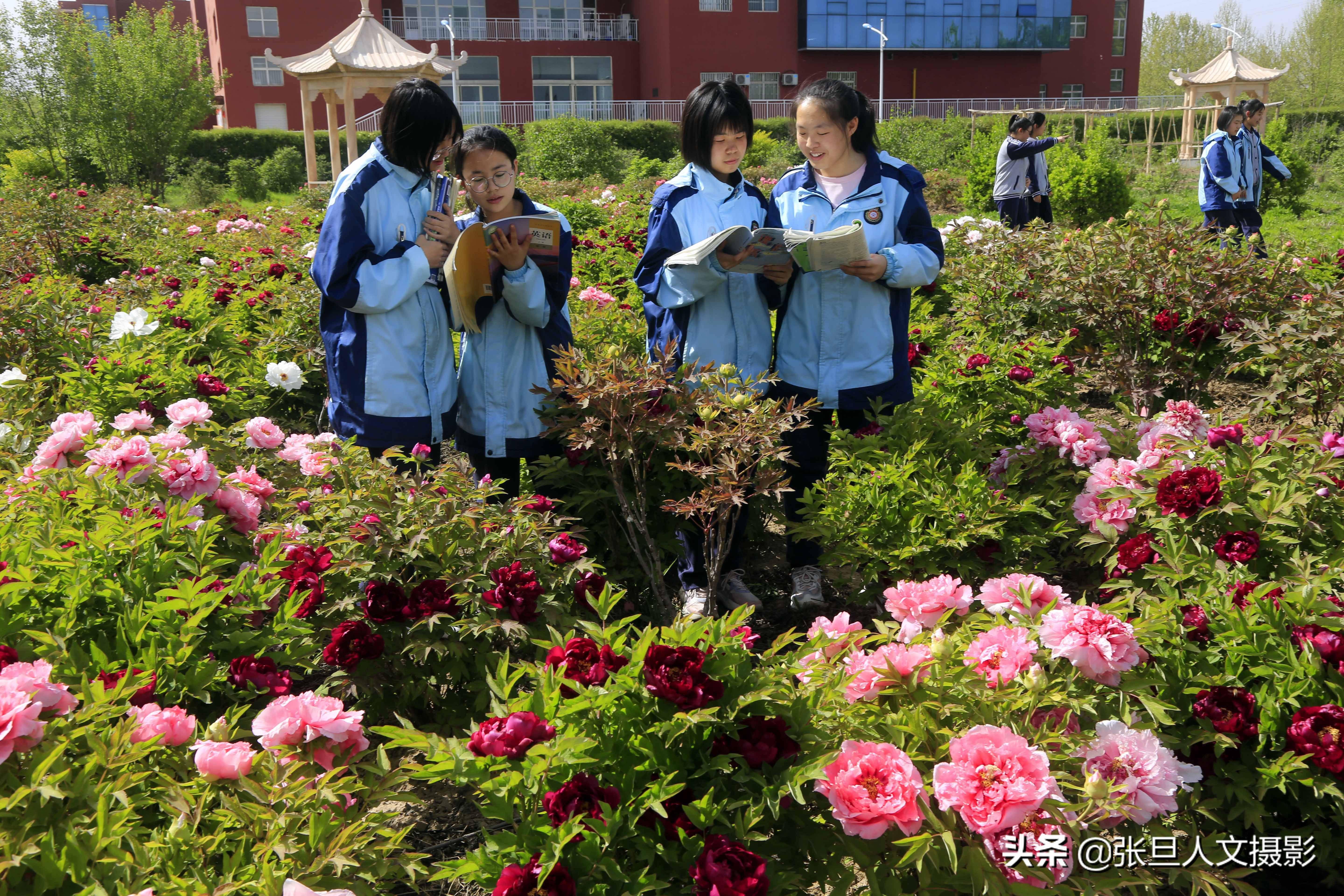 4月16日,山西省临汾市第一中学校园内,牡丹花盛开,众多的学生在花园里