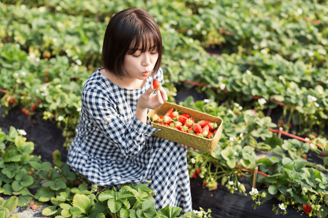 女神节摘草莓主题图片