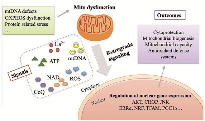 綜述推薦線粒體逆行信號治療相關疾病的新途徑