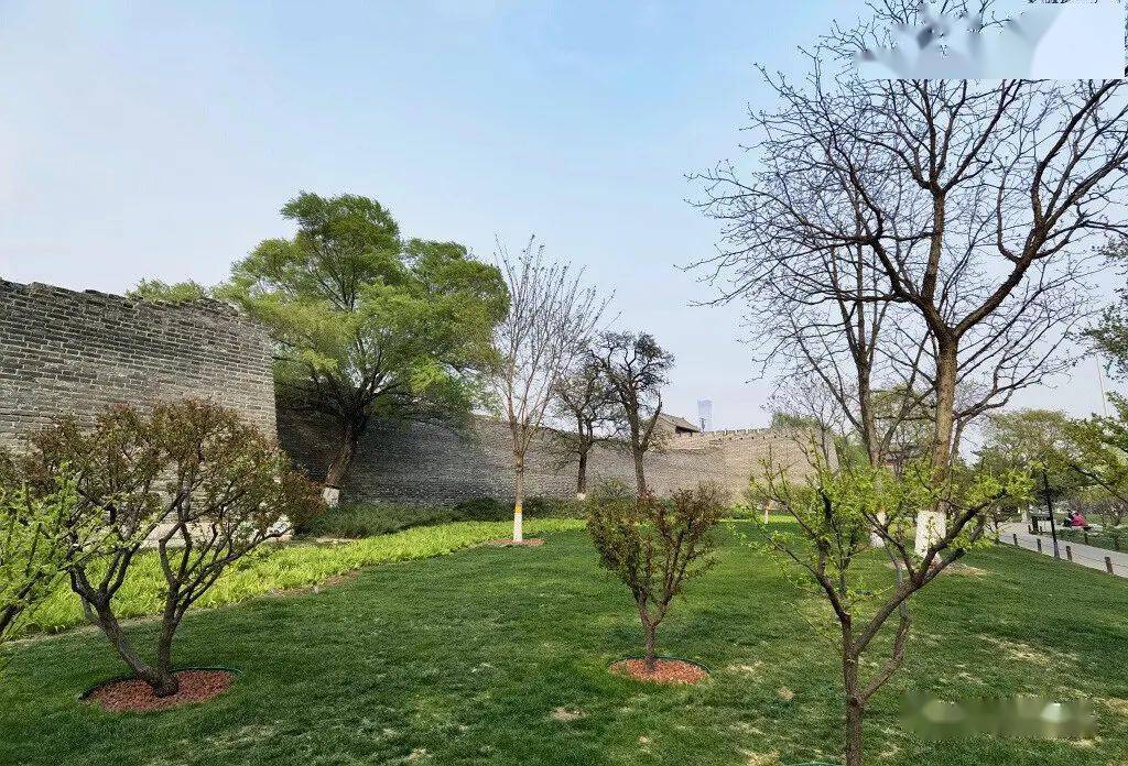 明城墙春色_梅花