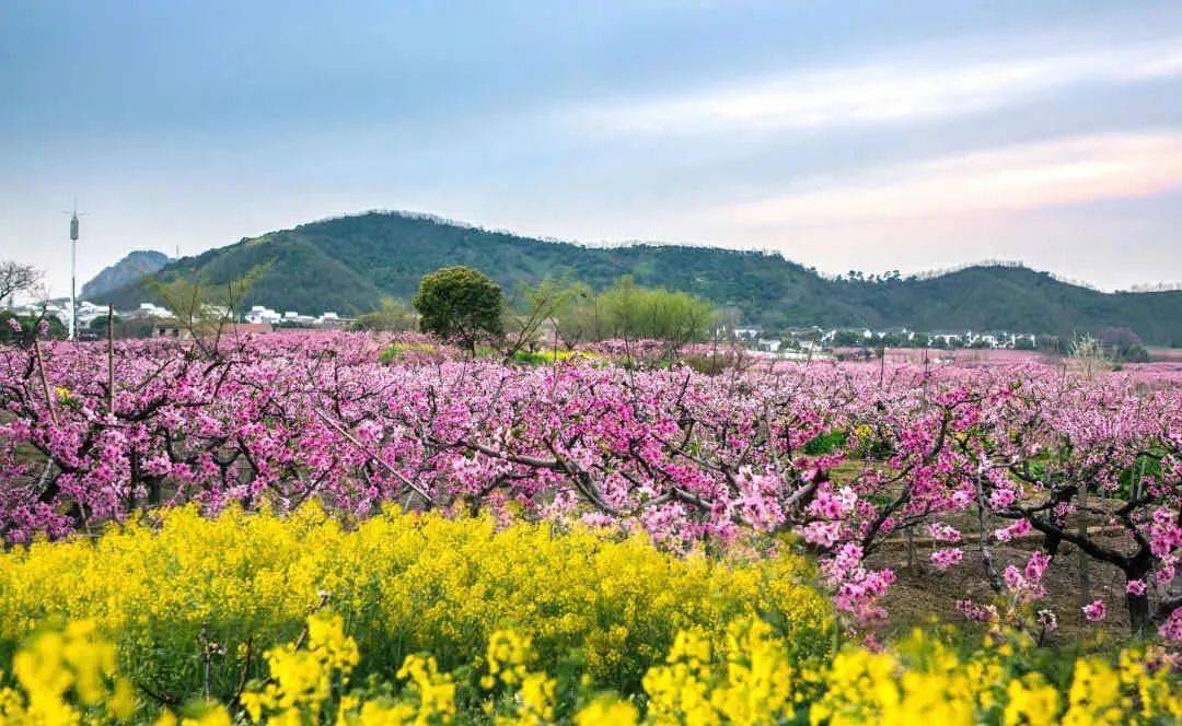 无锡阳山桃花节2021图片