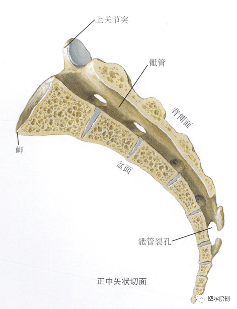 骶骨岬解剖图图片