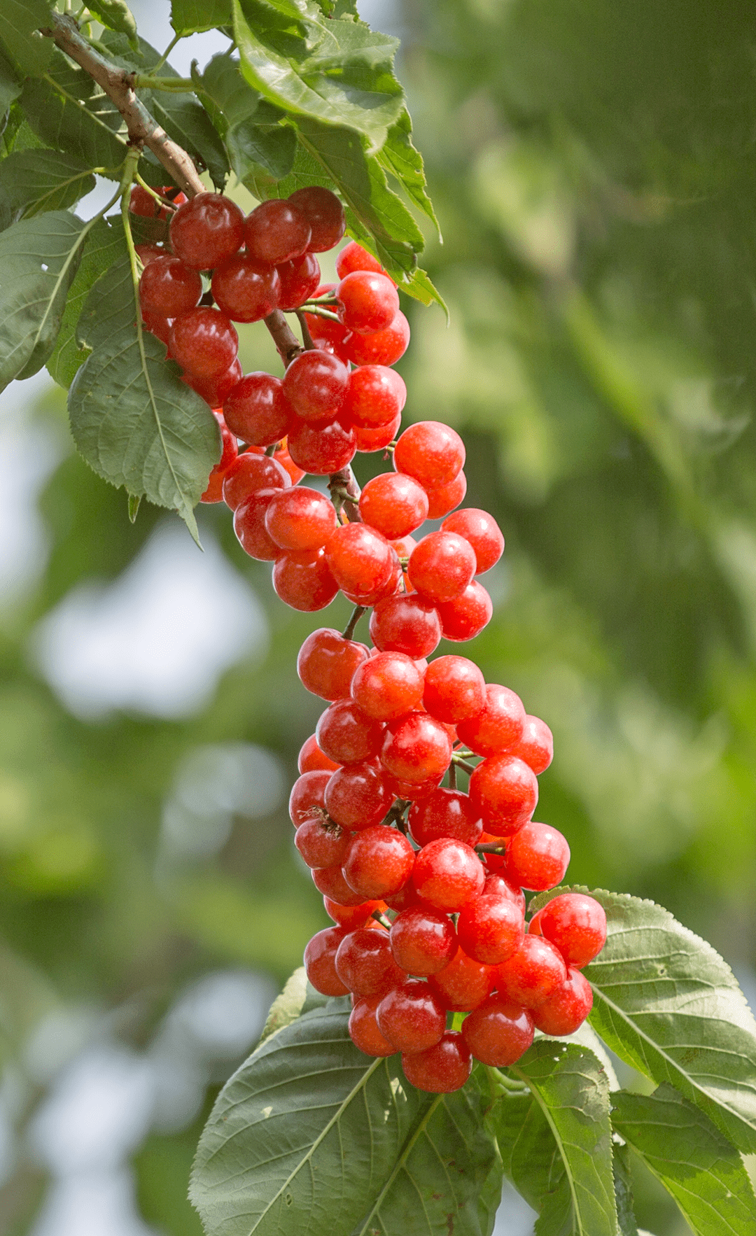 去西昌樟木箐摘"恩桃儿",抿~甜~_樱桃