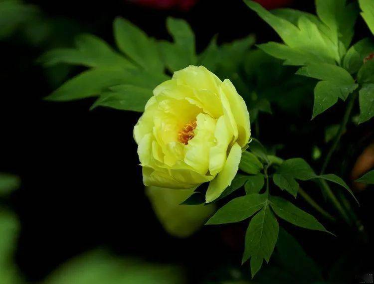 花卉摄影姚黄牡丹