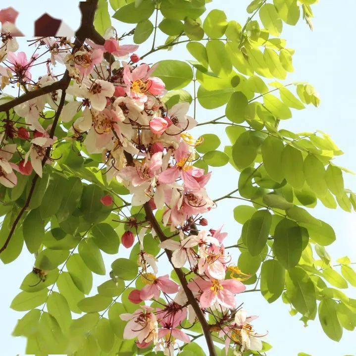 走起番禺又一赏花胜地周末来赴一场和花旗木的约会吧