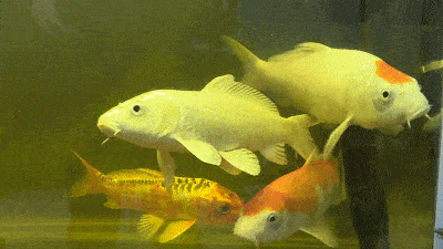 白象汤好喝奋斗的时光里每日都在闪亮