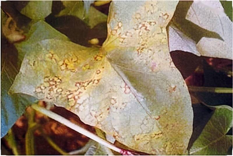 红薯病虫害早知道病毒病有20多种可造成减产2050