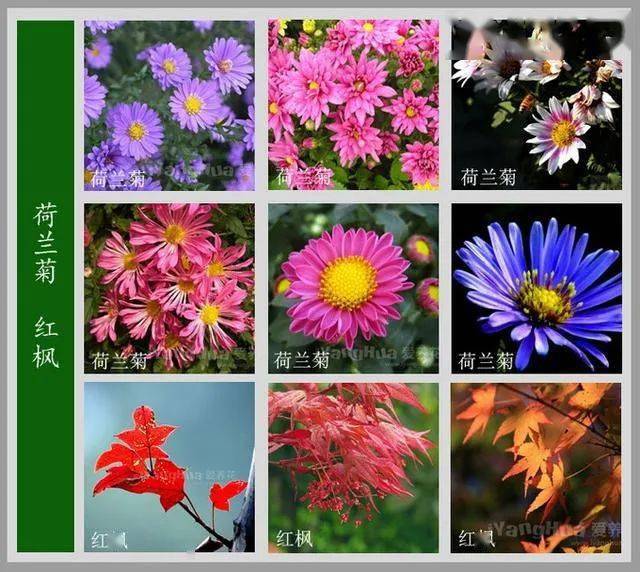 植物花草名字大全取名图片