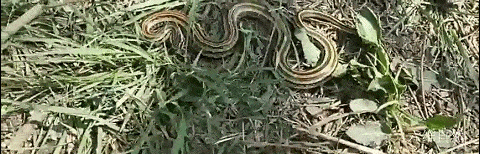 一条三线蛇闯入南宁一小区 长约2米 重约2斤 是无毒的锦蛇属 毒蛇