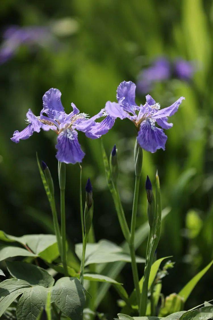 又叫蝴蝶花,樣子極像展翅的蝴蝶,又名:藍蝴蝶,紫蝴蝶.