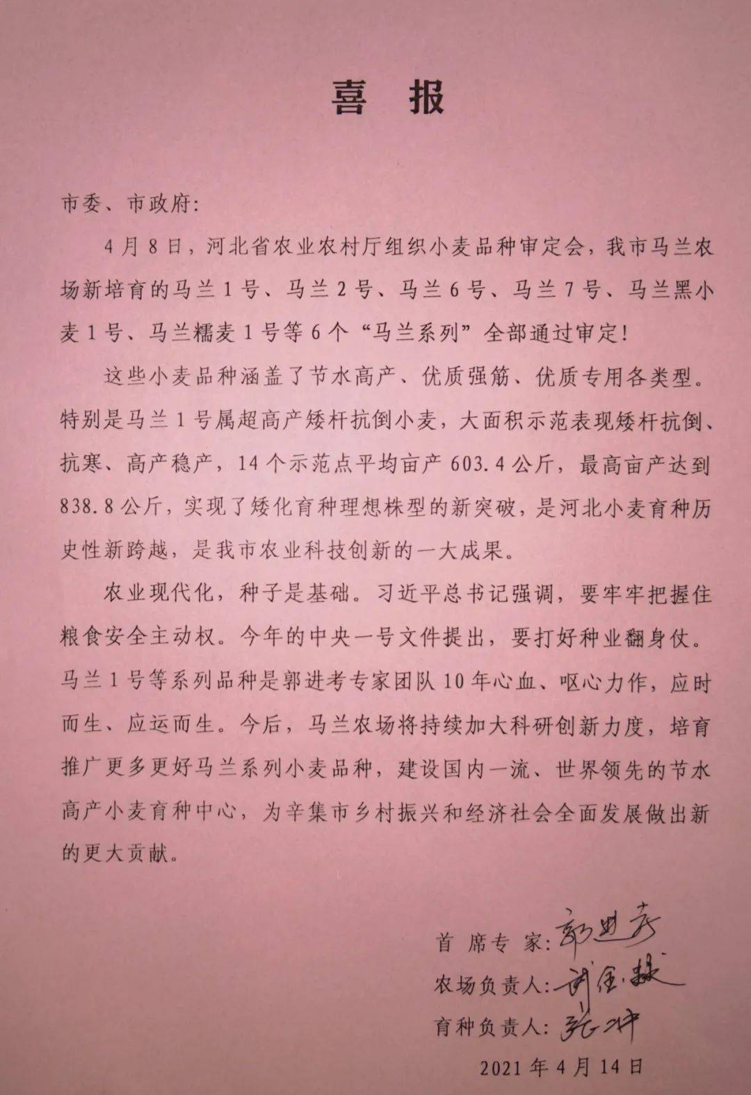 马兰7号,马兰黑小麦1号,马兰糯麦1号等6个"马兰系列"全部通过审定