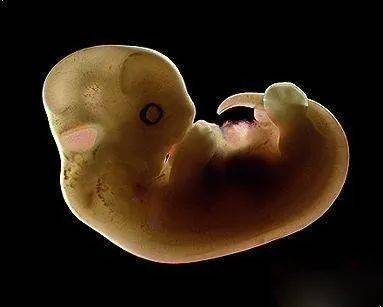 猫胎儿发育过程图片