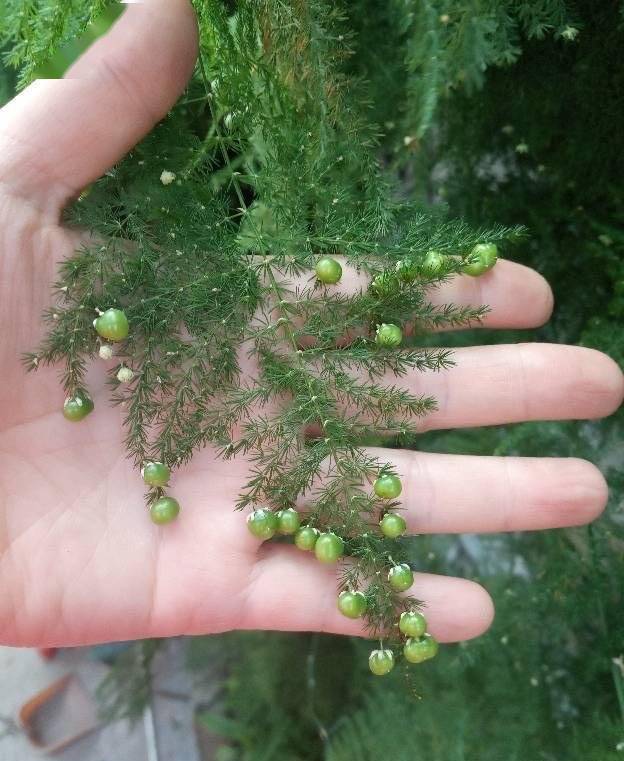 养好文竹有两招笋芽多更翠绿更漂亮长疯了