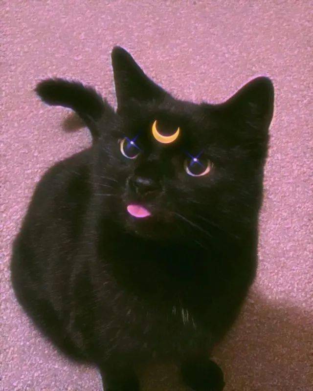 03死亡深渊凝视02一只黑猫出墙来.