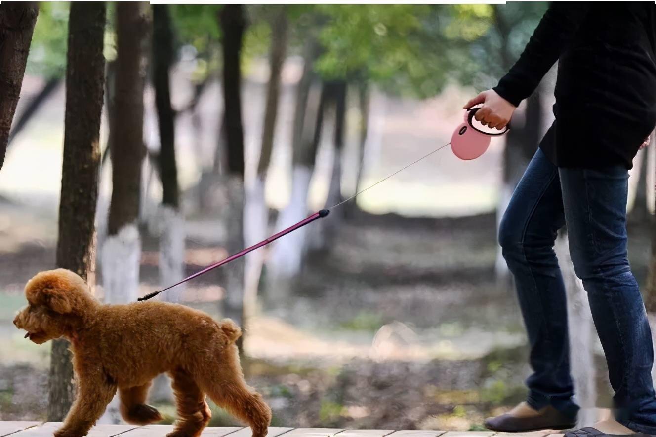 应按规定佩戴犬牌并采取系犬绳等措施.