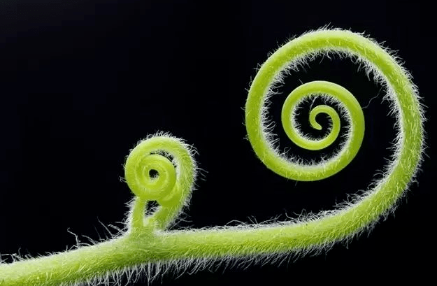 简直成精了植物界中的天气预报员