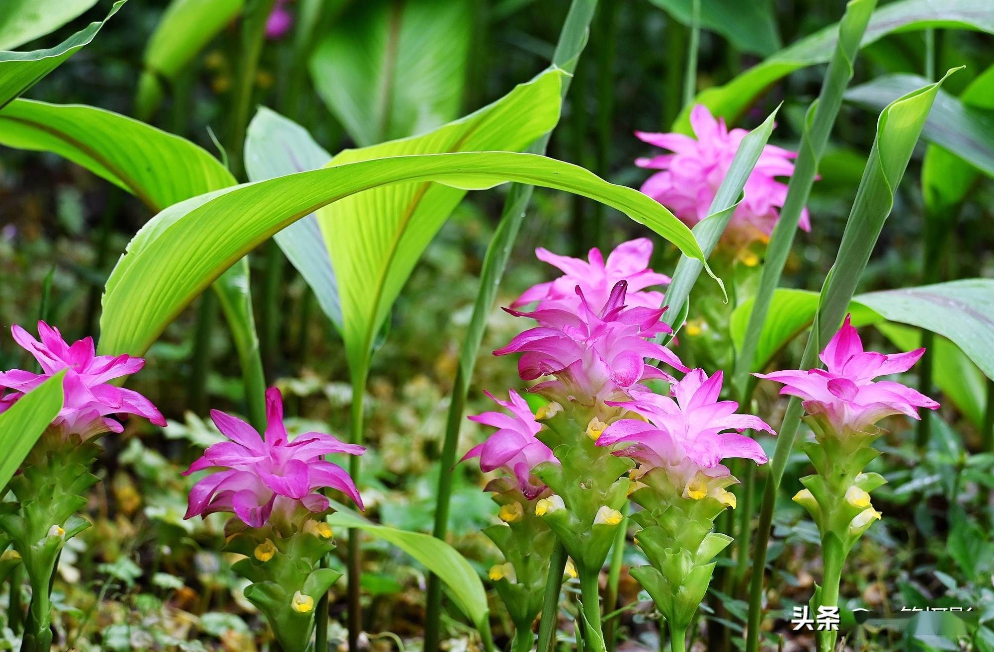 今年这莪术花开得特别清新秀丽