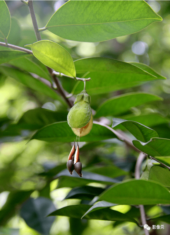 低调内敛的莞香花盛开等你来赏